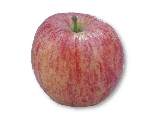 Apfel Jonagold