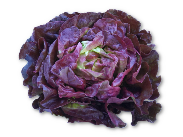Kopfsalat rot