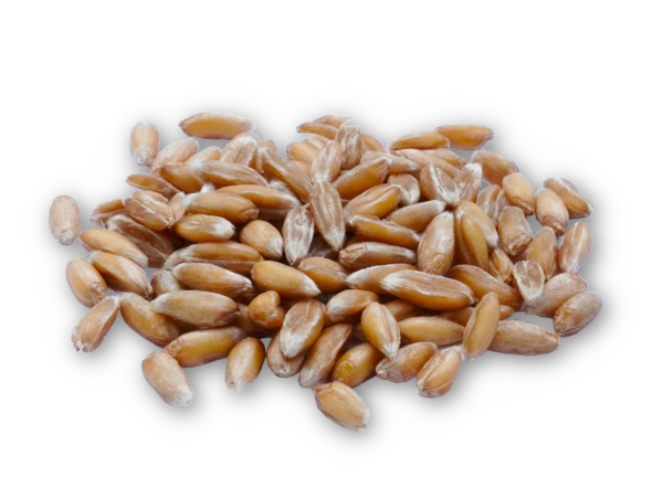 Ur-Dinkel