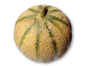 Honigmelone Chanterais