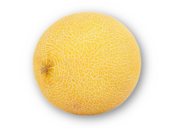 Honigmelone Galia