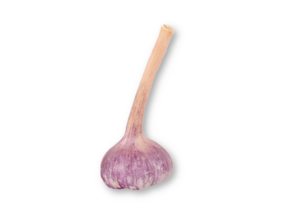 Knoblauch frisch