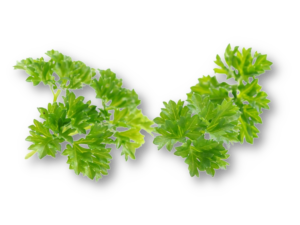 Petersilie lose kraus